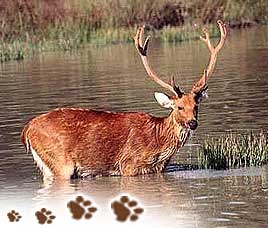 About Kaziranga National Park